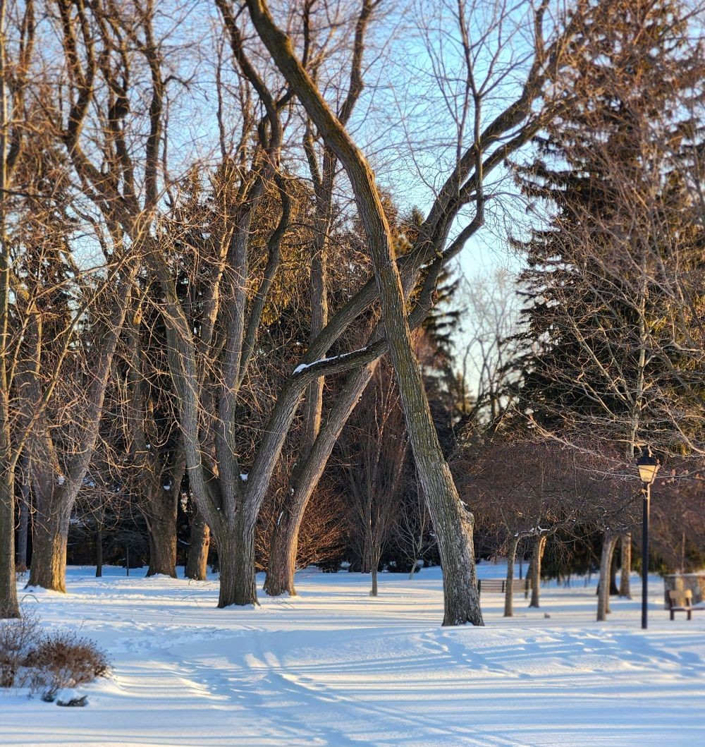 Mount Pleasant West Neighbourhood